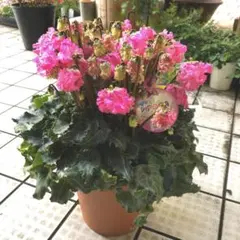 輪様 リクエスト 2点 まとめ商品