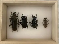 カミキリムシ標本 【ノコギリカミキリ】昆虫標本 - メルカリ