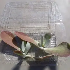 デザートローズ 新品未使用 楽天市場】デザート ローズの通販