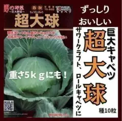 【野菜の種】巨大キャベツ！超大球キャベツ 種10粒 ロールキャベツに最適
