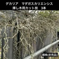 2026年最新】デカリア マダガスカリエンシスの人気アイテム - メルカリ