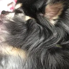 ちかぽん様 ☆✿☆✿☆✿