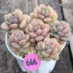 SALE❗️666多肉植物　めでるさん　桜のしずく　カット苗　寄せ植え❣️