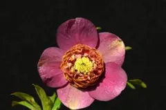 2026年最新】加藤農園モーリーの人気アイテム - メルカリ