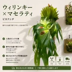 2026年最新】Maserati ビカクシダの人気アイテム - メルカリ