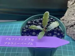 2026年最新】ブセファランドラ ブラウニーパープルの人気アイテム