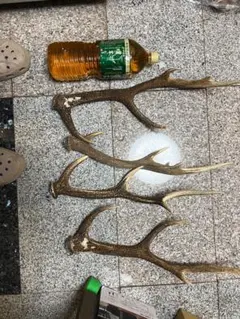 天然鹿の角 4本セット - メルカリ