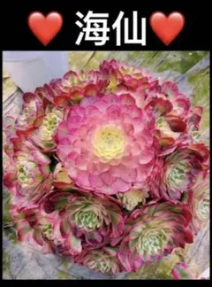 観葉植物 ア工オニウム錦❤️ロスコフ錦❤️青花瓷❤️状態図 観葉植物 ア工オニウム錦❤️レッド富士 錦❤️ロスコフ錦❤️青花瓷