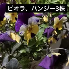 2026年最新】ビオラ・パンジー苗の人気アイテム - メルカリ