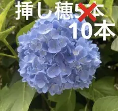 紫陽花 ガクアジサイ 挿し穂 3本 おまけ付 ゆうパケットポストミニ No