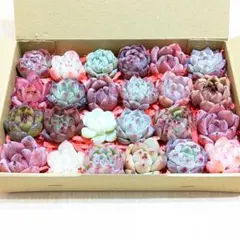 多肉植物　カット苗　詰め合わせ　寄せ植え　セット　多肉弁当