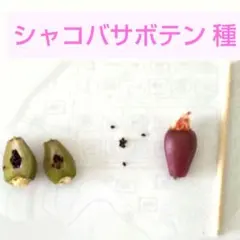シャコバサボテン 種のサムネイル