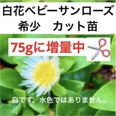 ④4☆根付き☆ベビーサンローズ☆白花☆大放出☆4株=699円☆ - メルカリ