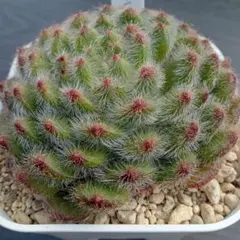 Happiness One様 リクエスト 3点 まとめ商品