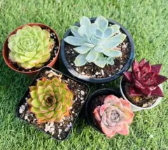 多肉植物　1点限定 お得5苗大きめセット　抜き苗 エケベリア　写真通りに発送のサムネイル