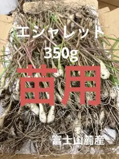 エシャレット　苗　種　350g ネコポス　富士山麓産のサムネイル