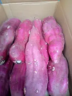 サツマイモ食べ比べ10kg