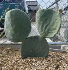 2026年最新】団扇サボテンの人気アイテム - メルカリ