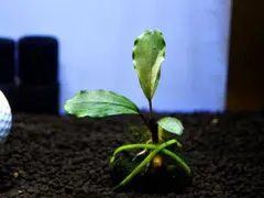 ブセファランドラ『アラマンダ』【完全水中葉＆無農薬栽培】溶岩石活着株