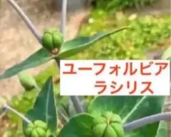 ユーフォルビアラシリス苗一株のサムネイル