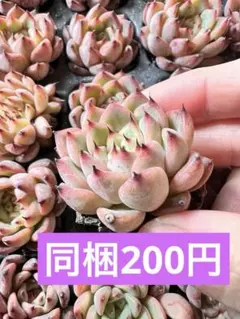 真理子様 リクエスト 9点 まとめ商品