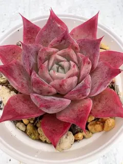 とめ様 リクエスト 2点 まとめ商品