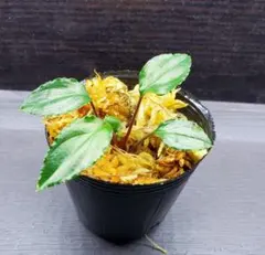 ホマロメナ sp. Mamasa Sulawesi カミハタ便 熱帯植物 ホマロメナ sp. mamasa レッドナロー スラウェシ カミハタ便 熱帯