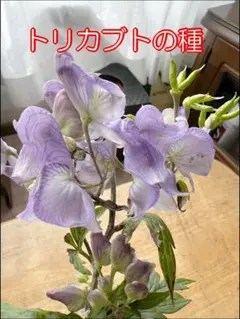 エゾトリカブト 5株 - メルカリ