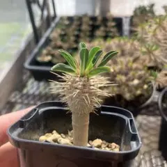 ユーフォルビア　ギラウミニアナ　実生　多肉植物　パキポディウム　サボテンのサムネイル