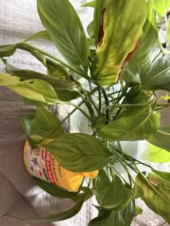 ヤマサキカズラ　大量ですのサムネイル