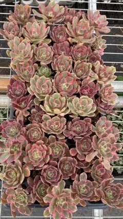 CT1319 ピンクウィッチ 50苗 多肉植物 土と根付き エケベリア 韓国苗