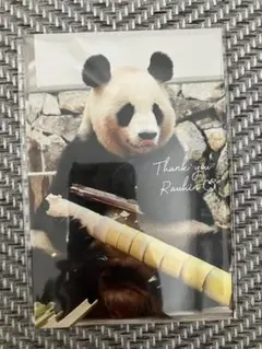 【新品未開封】非売品　パンダポストカード　アドベンチャーワールド