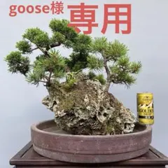 ス*認様 真柏盆栽 糸魚川真柏 極太幹 捻転シャリ幹 小品盆栽 樹高14.5