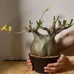 2026年最新】グラキリス 鉢の人気アイテム - メルカリ