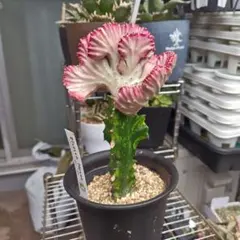 マハラジャ） ラクテア クリスタータ 綴化のサムネイル