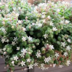 《 多肉植物 》ブロウメアナ カット苗 30本