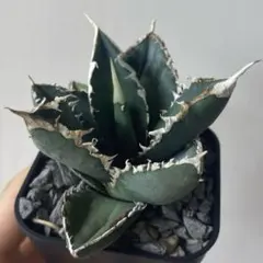 2025年最新】包心龍の人気アイテム - メルカリ