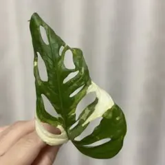 大人気☆マドカズラ斑入り .。.:*☆のサムネイル
