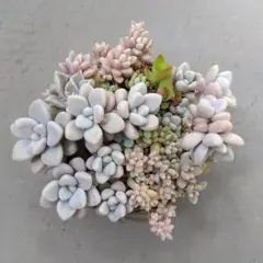 多肉植物　5種類のサムネイル