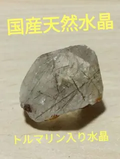 カブトガニ01 骨格 標本 三葉虫 USA 美麗品 - メルカリ