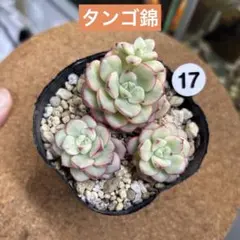 ＊COCO＊様 リクエスト 2点 まとめ商品