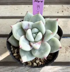 ホーリンゼ実生