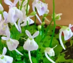 食虫植物ウサギゴケ白花ミニ株★コケリウム癒し植物苔コケのサムネイル