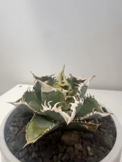 ちょぼる様 リクエスト 5点 まとめ商品