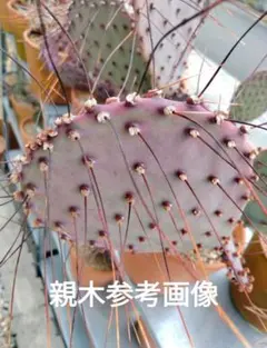Opuntia Aciculata var. flexospina 苗 - メルカリ