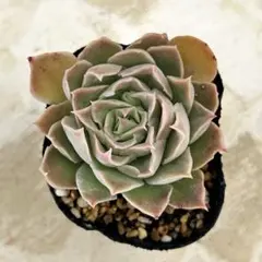 サンタバーバラ　抜き苗　多肉植物　エケベリア