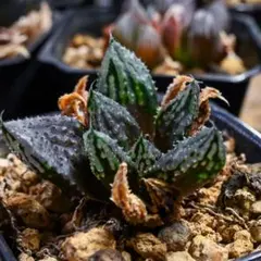 ハオルチア 闇の森(ハオルシア多肉植物) - メルカリ