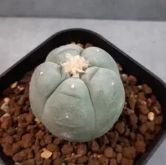 i.m_flirt.com様 リクエスト 2点 まとめ商品