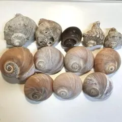 大きな巻貝（ツメタガイ⚫︎ニシ貝…）12個＋α