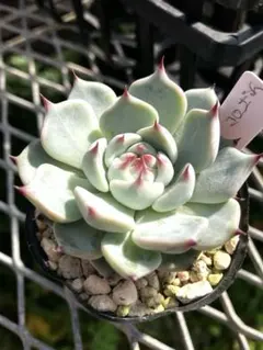 多肉植物ミックスベリアおらいさん苗青札コロラータ×ざわわ